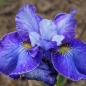 Preview: Sibirische Wiesen-Iris Blaue Milchstrasse (Iris sibirica Blaue Milchstrasse)