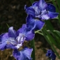Preview: Sibirische Wiesen-Iris Blaue Milchstrasse (Iris sibirica Blaue Milchstrasse)