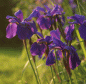 Preview: Sibirische Wiesen-Iris (Iris sibirica)