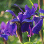 Preview: Sibirische Wiesen-Iris (Iris sibirica)