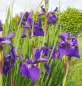 Preview: Sibirische Wiesen-Iris Caesars Brother (Iris sibirica Caesars Brother)