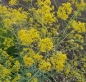 Preview: Färberwaid (Isatis tinctoria)