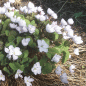Preview: Muschelblümchen, Herzblattschale (Jeffersonia dubia)
