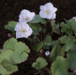 Preview: Muschelblümchen, Herzblattschale (Jeffersonia dubia)