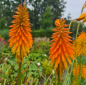 Preview: Zierliche Fackellilie (Kniphofia galpinii)