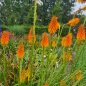 Preview: Zierliche Fackellilie (Kniphofia galpinii)