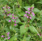 Preview: Gefleckte Taubnessel (Lamium maculatum)