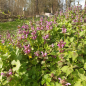 Preview: Gefleckte Taubnessel (Lamium maculatum)