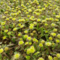 Preview: Fiederpolster (Leptinella squalida; syn. Cotula squalida)