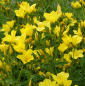 Preview: Gelber Lein (Linum flavum)