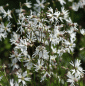 Preview: Kuckucks-Lichtnelke White Robin (Silene flos-cuculi White Robin, alt: Lychnis flos-cuculi)