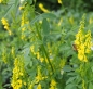 Preview: Steinklee (Melilotus officinalis)