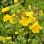 Preview: Gelbe Gauklerblume (Mimulus luteus)