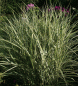 Preview: Chinaschilf Variegatus (Miscanthus sinensis Variegatus)