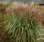 Preview: Chinaschilf Rotsilber (Miscanthus sinensis Rotsilber)