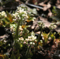 Preview: Ahornblatt (Mukdenia rossii , alt: Aceriphyllum rossii)