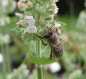 Preview: Zitronen-Katzenminze (Nepeta cataria ssp. citriodora)