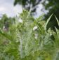 Preview: Eselsdistel (Onopordum acanthium)
