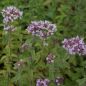 Preview: Wilder Majoran, Echter Dost (Origanum vulgare)