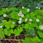 Preview: Wald-Sauerklee (Oxalis acetosella)