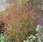Preview: Rutenhirse Hänse Herms (Panicum virgatum Hänse Herms)