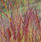 Preview: Rutenhirse Shenandoah (Panicum virgatum Shenandoah)