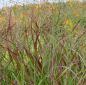 Preview: Rutenhirse Hänse Herms (Panicum virgatum Hänse Herms)