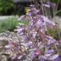 Preview: Zwerg-Bartfaden (Penstemon hirsutus Pygmaeus)