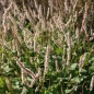 Preview: Kerzen-Knöterich Fat White (Bistorta amplexicaulis; syn. Persicaria amplexicaule Fat White)