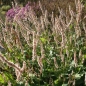 Preview: Kerzen-Knöterich Fat White (Bistorta amplexicaulis; syn. Persicaria amplexicaule Fat White)