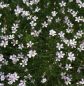 Preview: Felsennelke (Petrorhagia saxifraga, Tunica saxifraga)