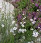 Preview: Felsennelke (Petrorhagia saxifraga, Tunica saxifraga)