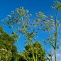 Preview: Hirschwurz-Haarstrang (Peucedanum cervaria)