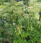 Preview: Hirschwurz-Haarstrang (Peucedanum cervaria)