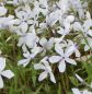 Preview: Wald-Phlox White Perfume (Phlox divaricata White Perfume)