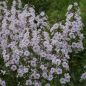 Preview: Phlox maculata Delta (Wiesen-Phlox)