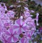 Preview: Phlox maculata Natascha (Wiesen-Phlox)