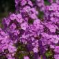 Preview: Phlox maculata Rosalinde (Wiesen-Phlox)