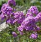 Preview: Hoher Sommerphlox Hesperis (Phlox paniculata)