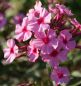 Preview: Hoher Sommer-Phlox Argus (Phlox paniculata Argus)