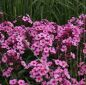 Preview: Hoher Sommer-Phlox Argus (Phlox paniculata Argus)
