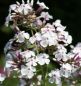 Preview: Hoher Sommer-Phlox Nirvana (Phlox paniculata)