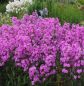 Preview: Phlox maculata Rosalinde (Wiesen-Phlox)