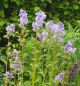 Preview: Jakobsleiter (Polemonium caeruleum)