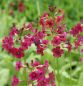 Preview: Japan-Primel, Etagen-Primel (Primula japonica Millers Crimson)