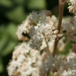 Preview: Holunderblättriges Schaublatt (Rodgersia sambucifolia)