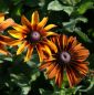 Preview: Sonnenhut Autumn Colours (Rudbeckia hirta Autumn Colours)