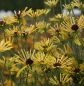 Preview: Filziger Sonnenhut Henry Eilers (Rudbeckia subtomentosa Henry Eilers)