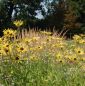 Preview: Filziger Sonnenhut Henry Eilers (Rudbeckia subtomentosa Henry Eilers)