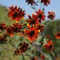 Preview: Oktober-Sonnenhut, Schleier-Sonnenhut Prairie Glow (Rudbeckia triloba Prairie Glow)